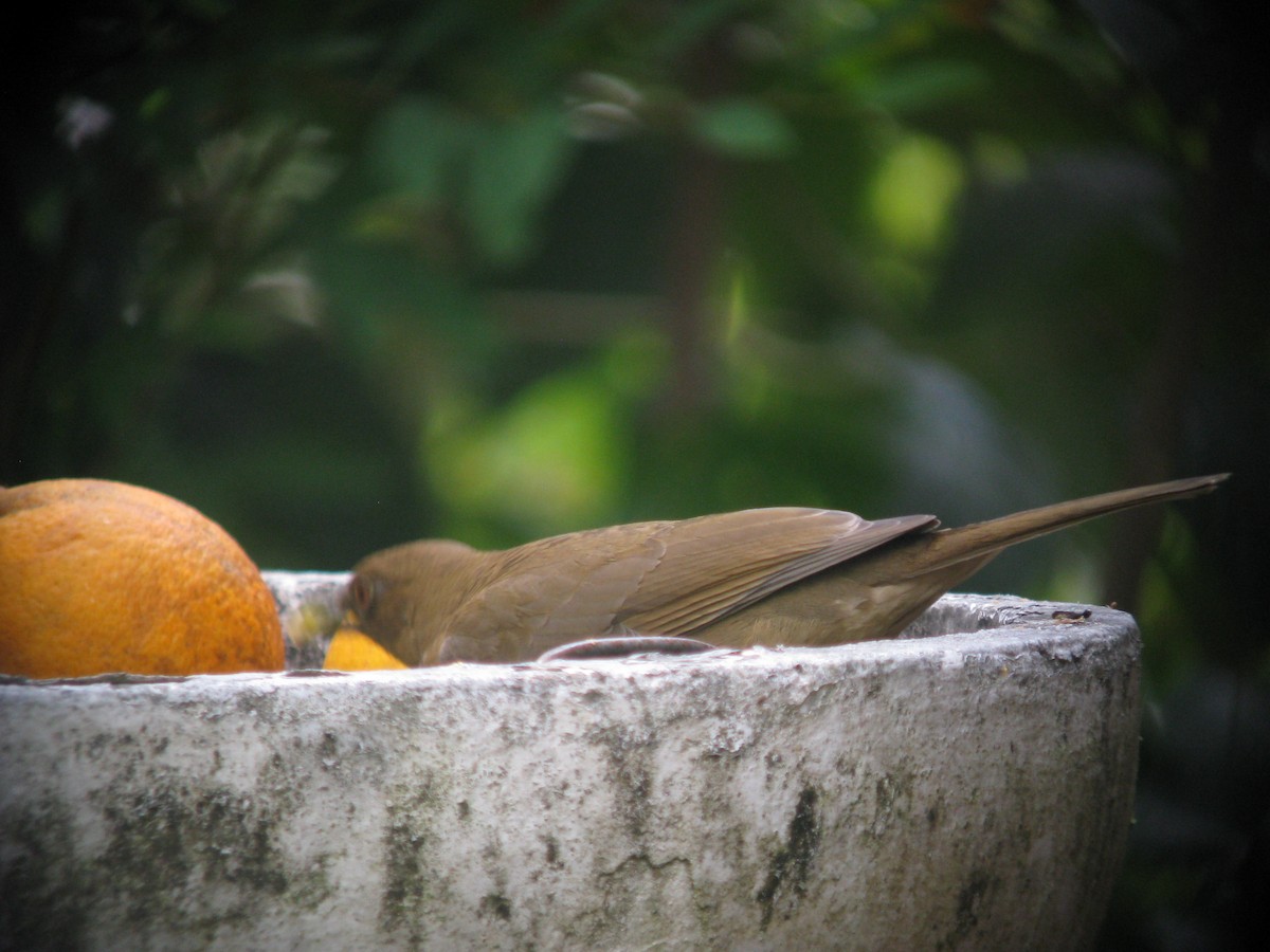 Clay-colored Thrush - ML609432355