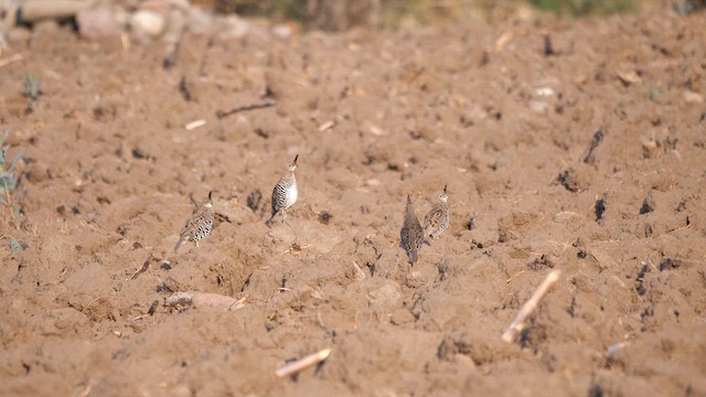 Banded Quail - ML609432454