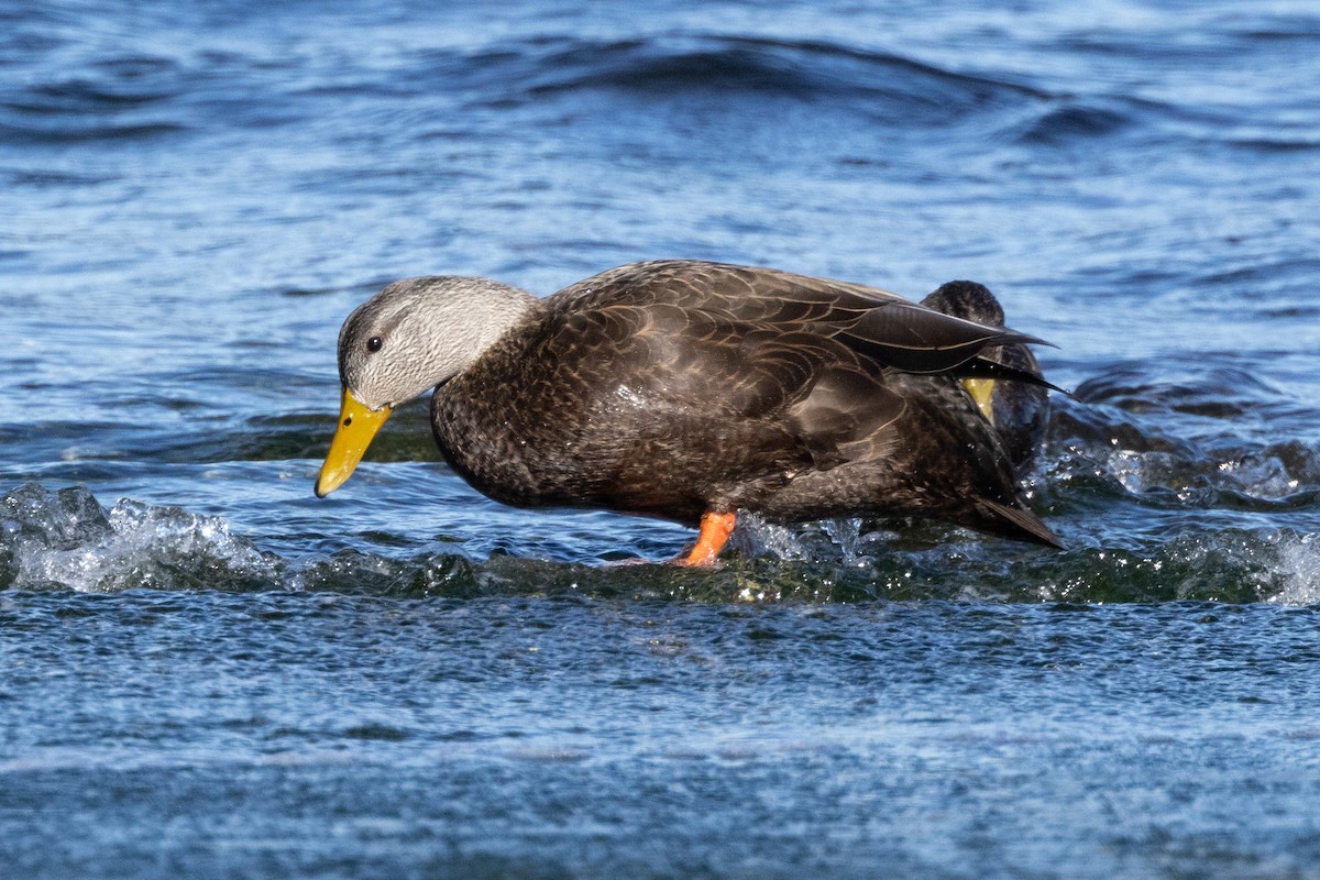 Canard noir - ML609432581