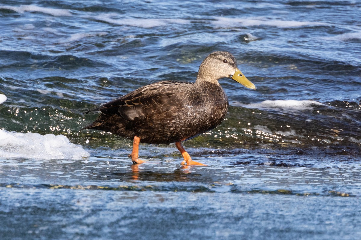 American Black Duck - ML609432582