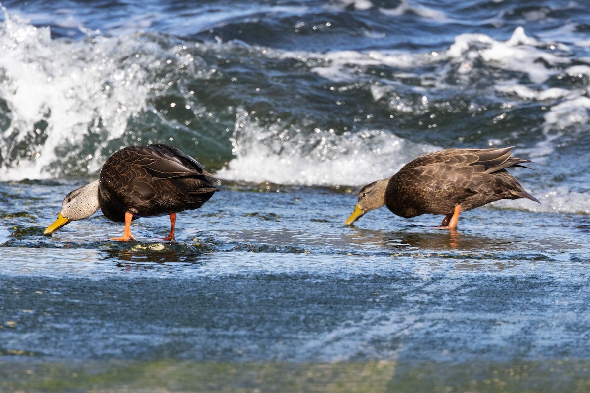 American Black Duck - ML609432584