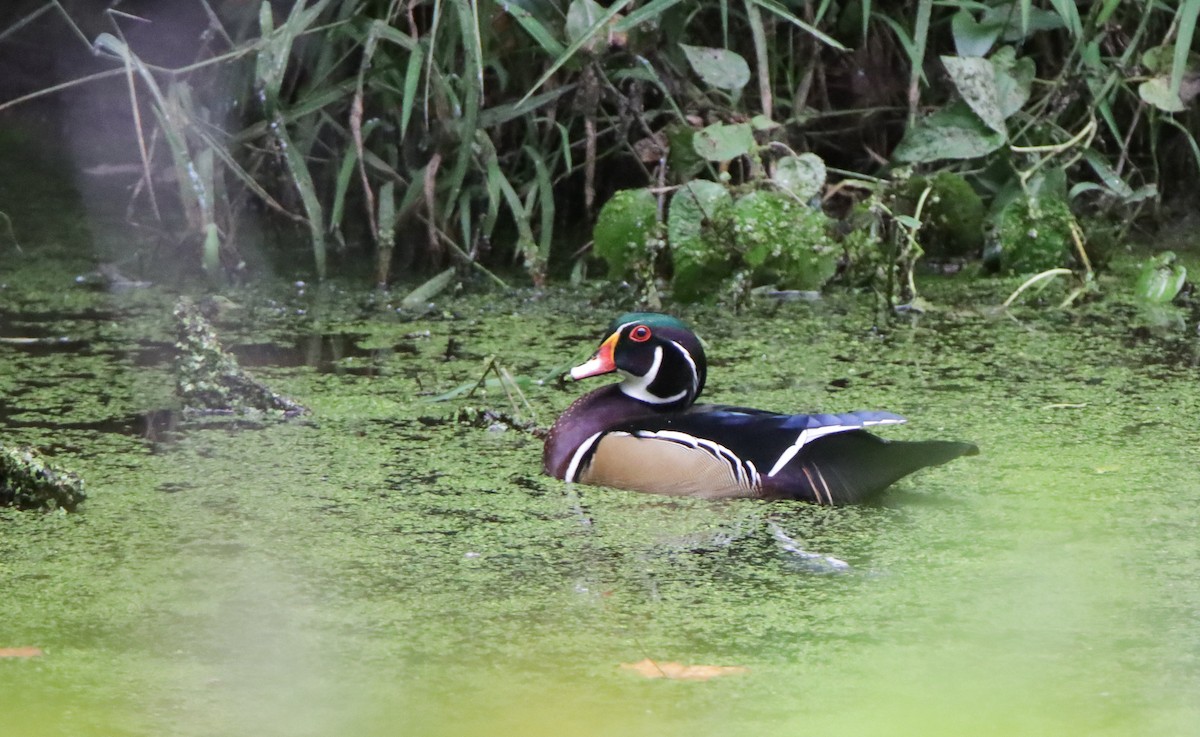 Wood Duck - ML609432600