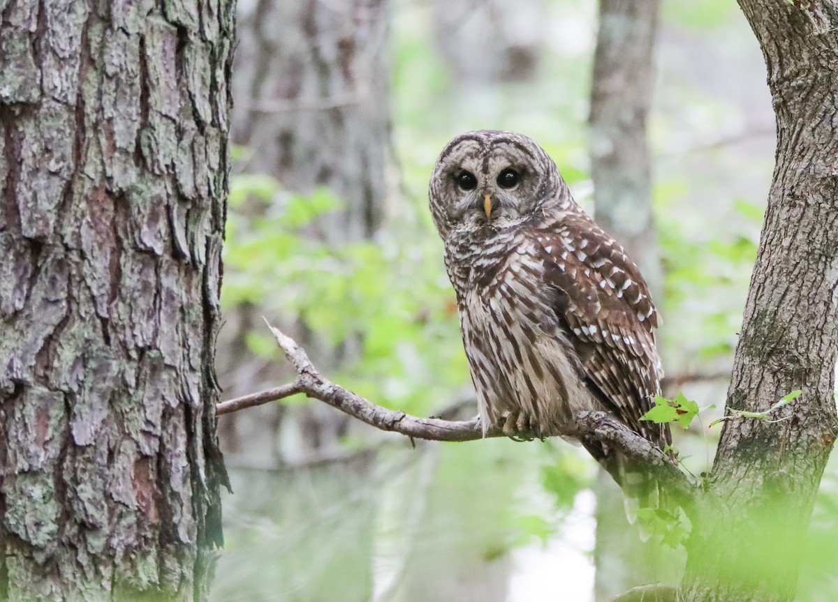 Barred Owl - ML609432617