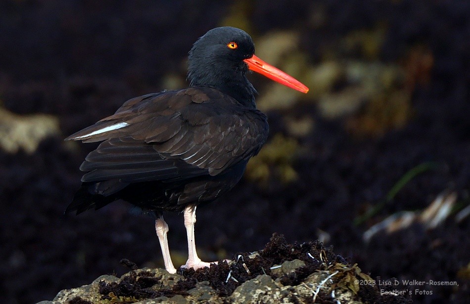 Black Oystercatcher - ML609432623