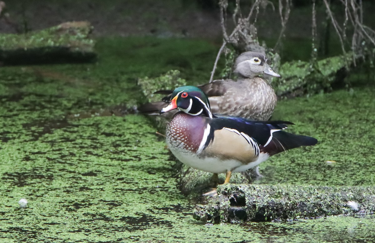 Wood Duck - ML609432647