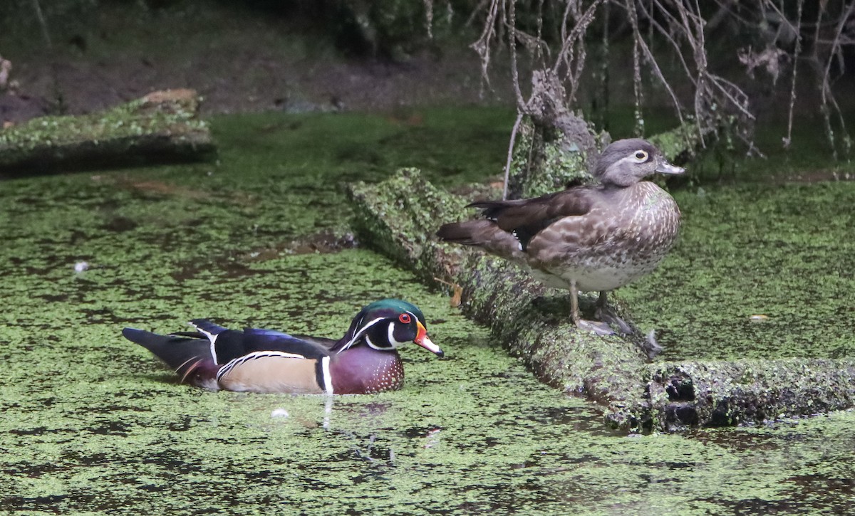 Wood Duck - ML609432649