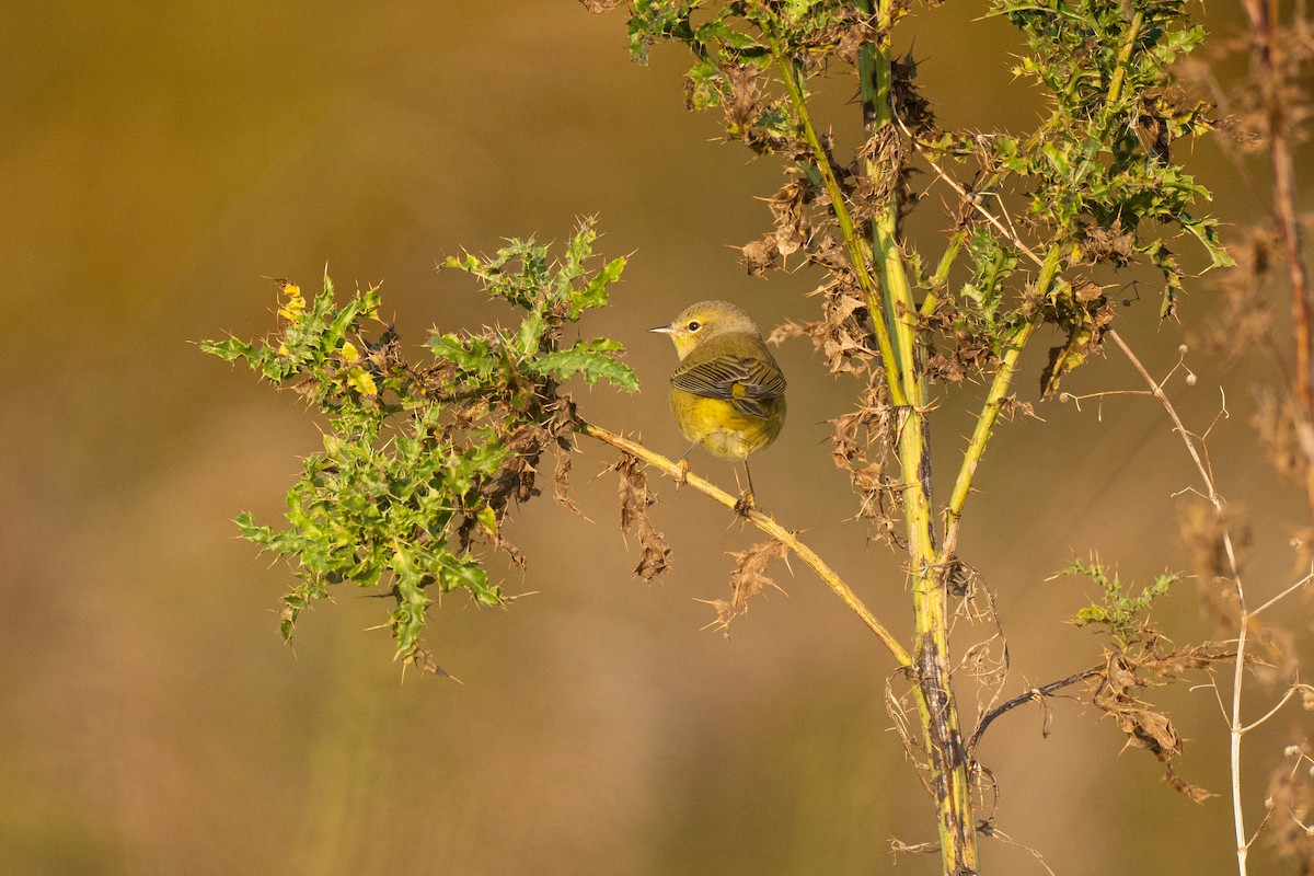 American Goldfinch - ML609432803