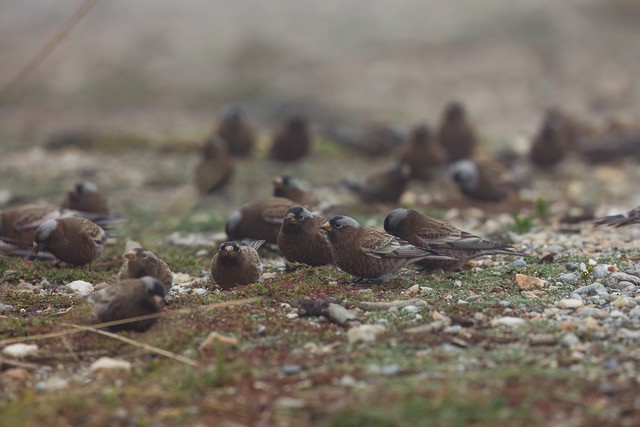 Gray-crowned Rosy-Finch - ML609432909