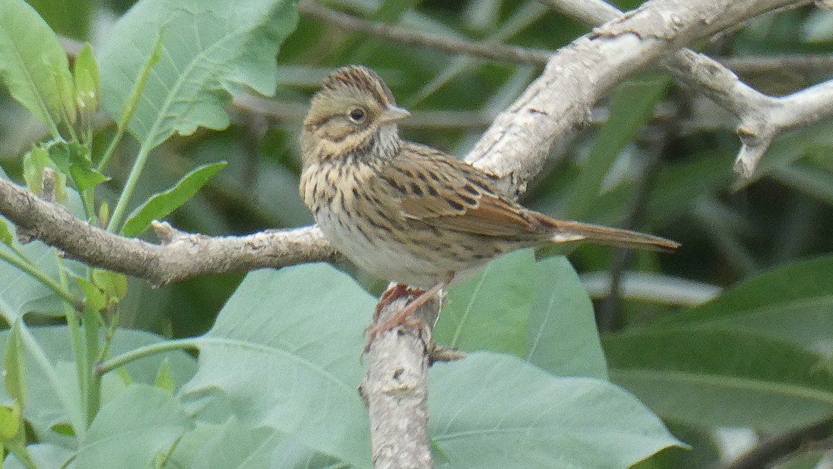 Lincoln's Sparrow - ML609432960