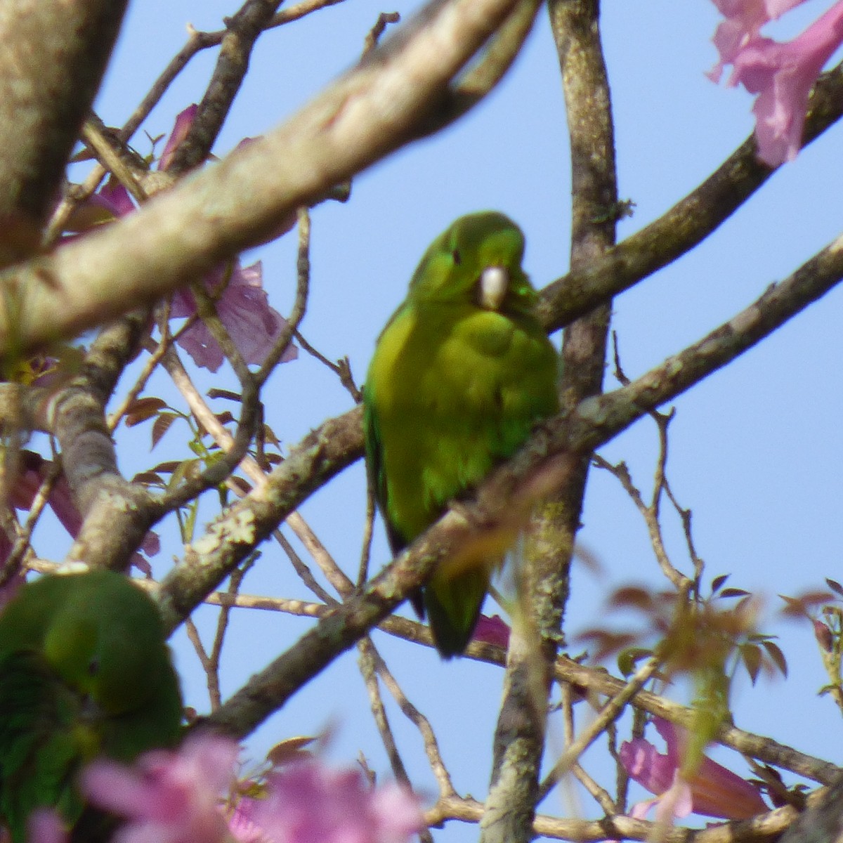 Cobalt-rumped Parrotlet - ML609432991