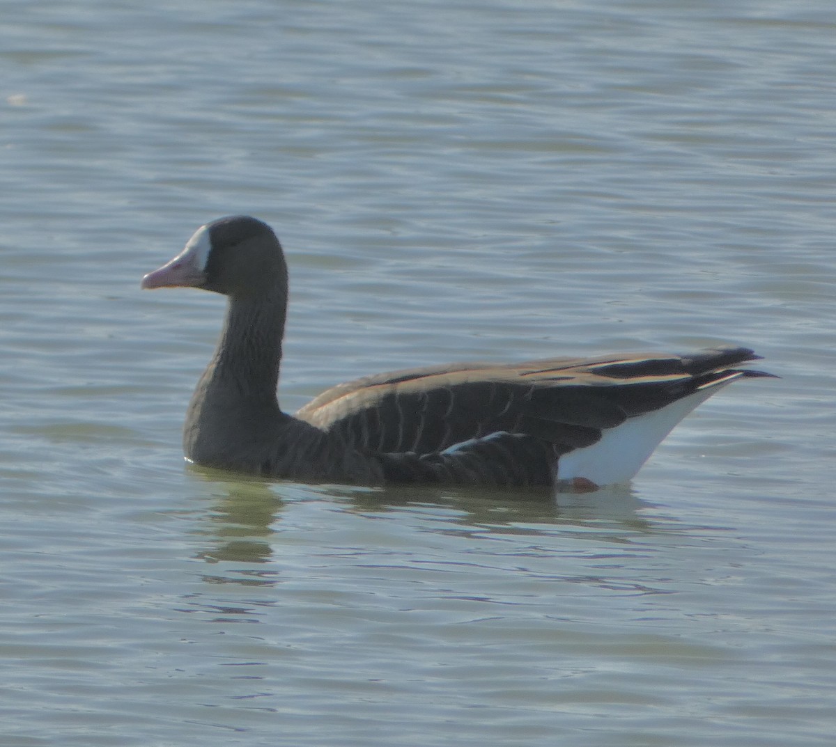 Greater White-fronted Goose - ML609433007