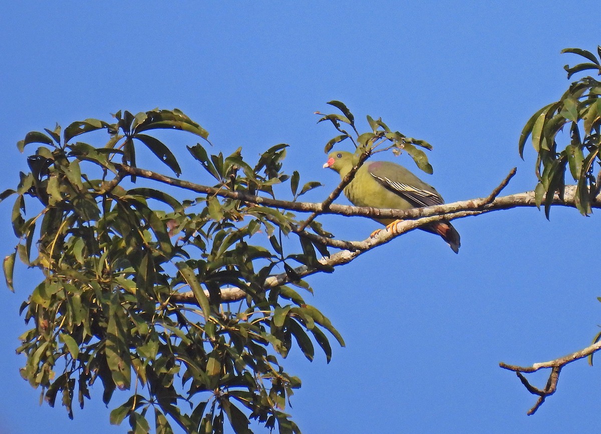 African Green-Pigeon - ML609433019