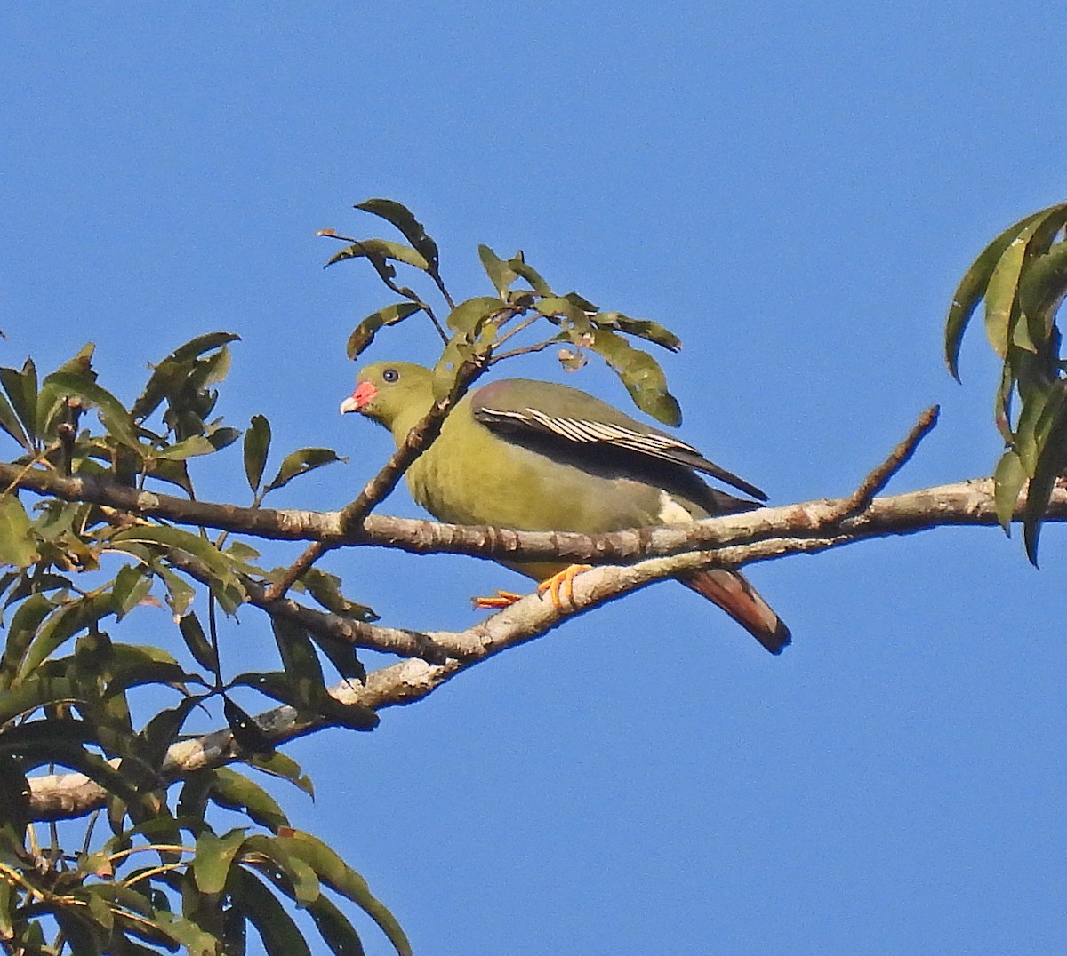 African Green-Pigeon - ML609433022