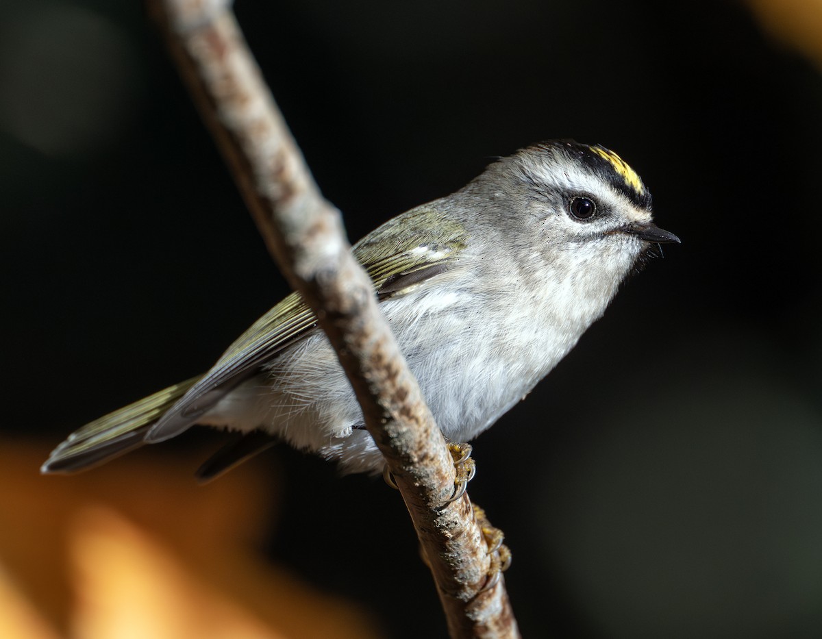 Golden-crowned Kinglet - Greg Courtney