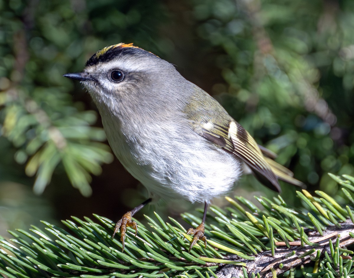 Golden-crowned Kinglet - Greg Courtney