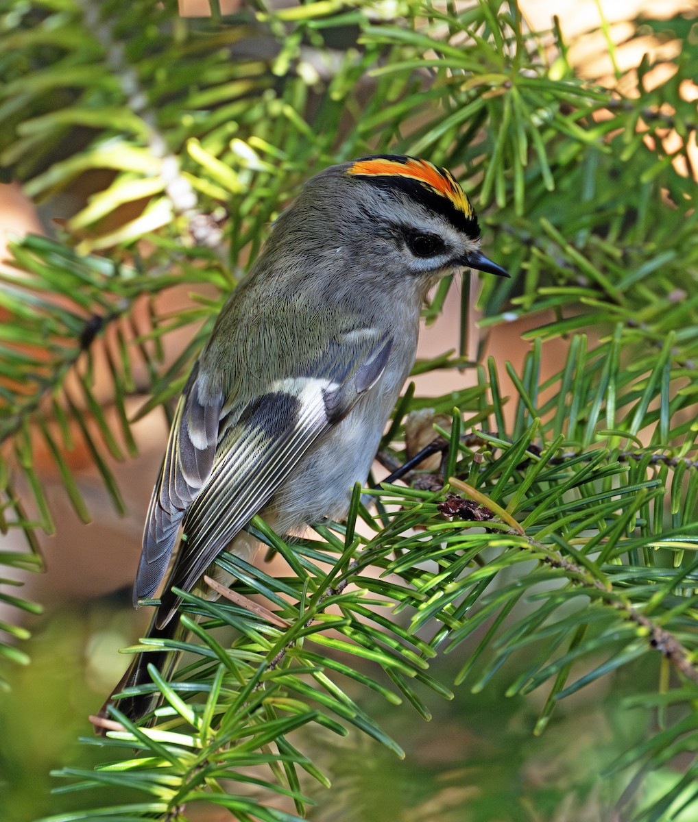 Golden-crowned Kinglet - Greg Courtney