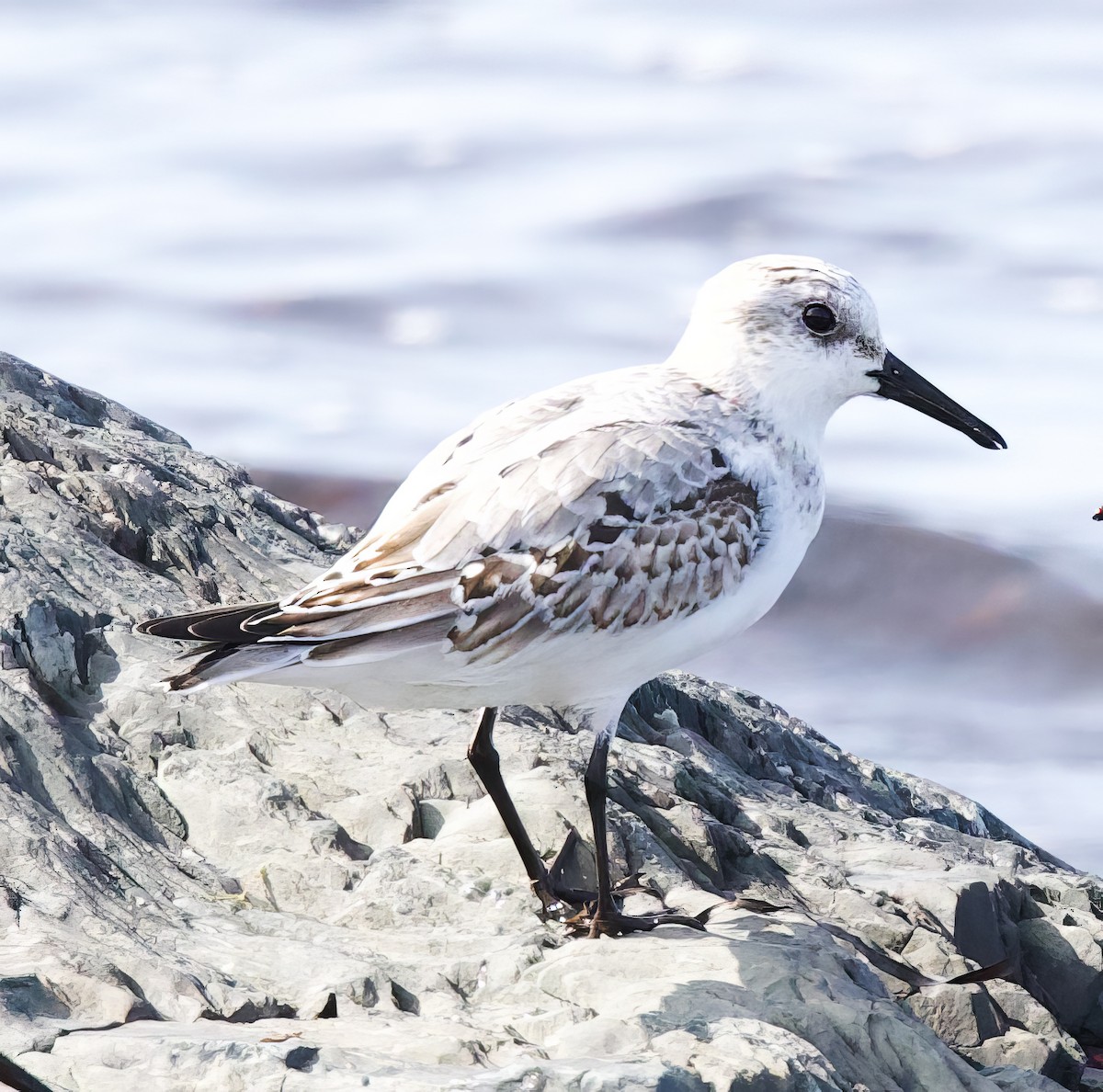 Sanderling - ML609433176