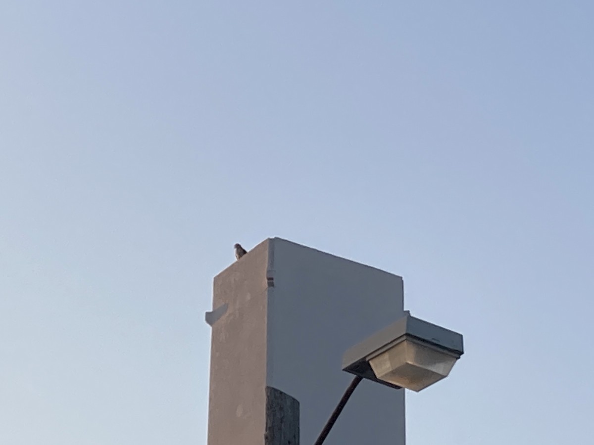 Cooper's Hawk - ML609433183