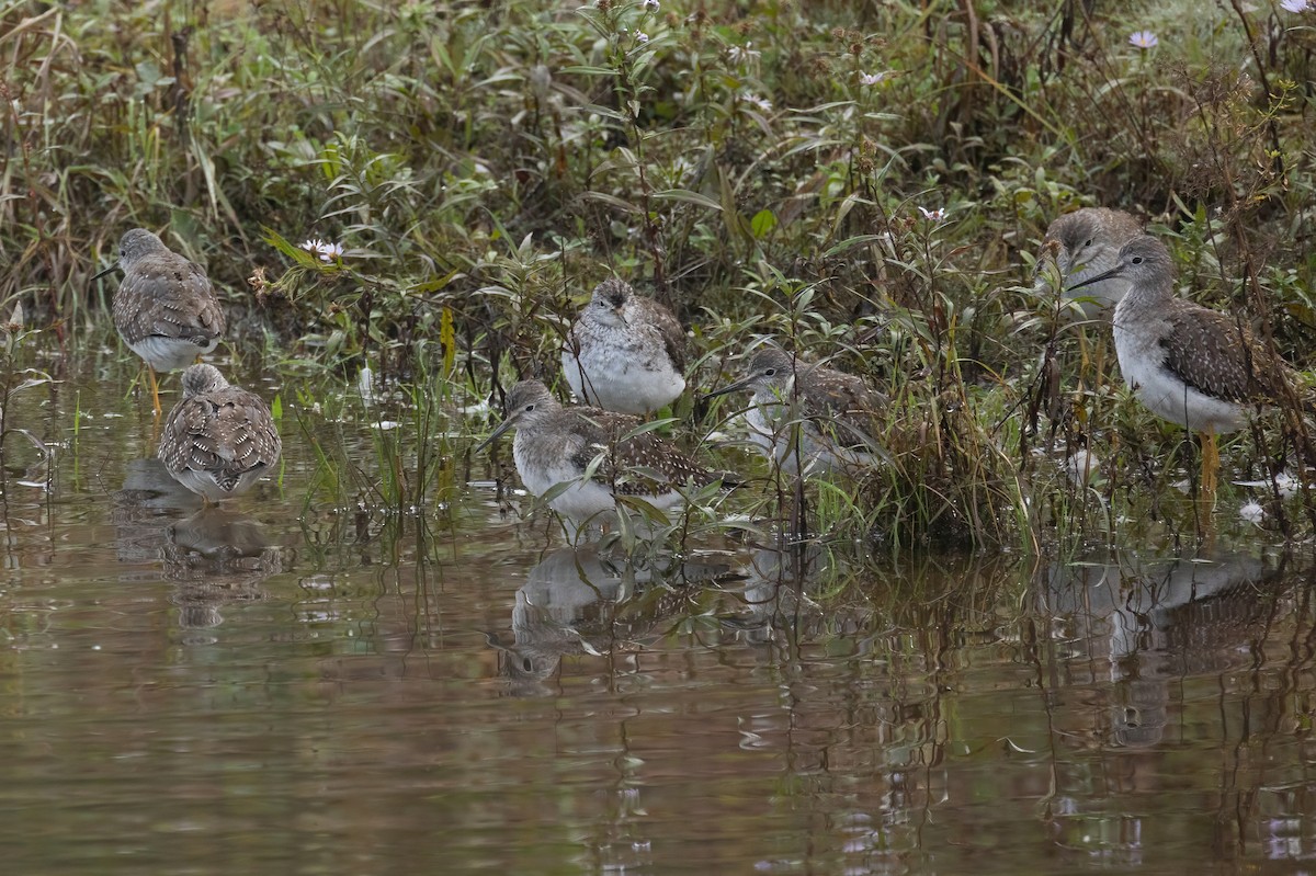 Lesser Yellowlegs - ML609433231