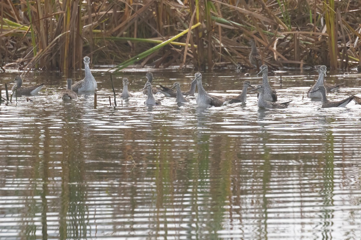 Lesser Yellowlegs - ML609433262