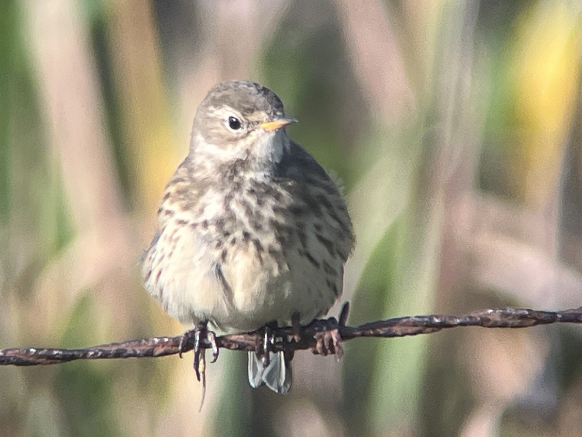 American Pipit - ML609433353