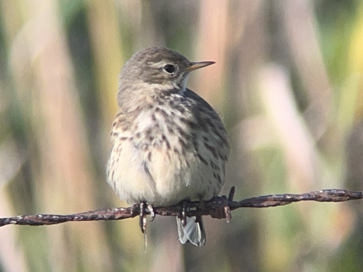 American Pipit - ML609433355