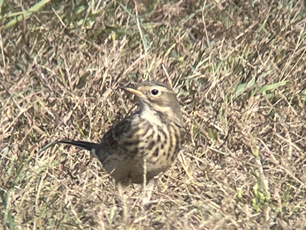 American Pipit - ML609433358