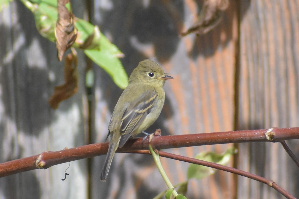 Western Flycatcher (Pacific-slope) - ML609433386