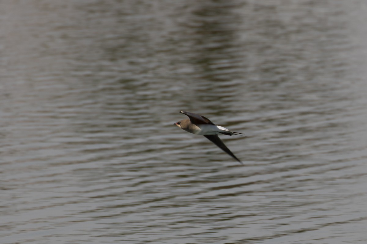 Collared Pratincole - ML609433474