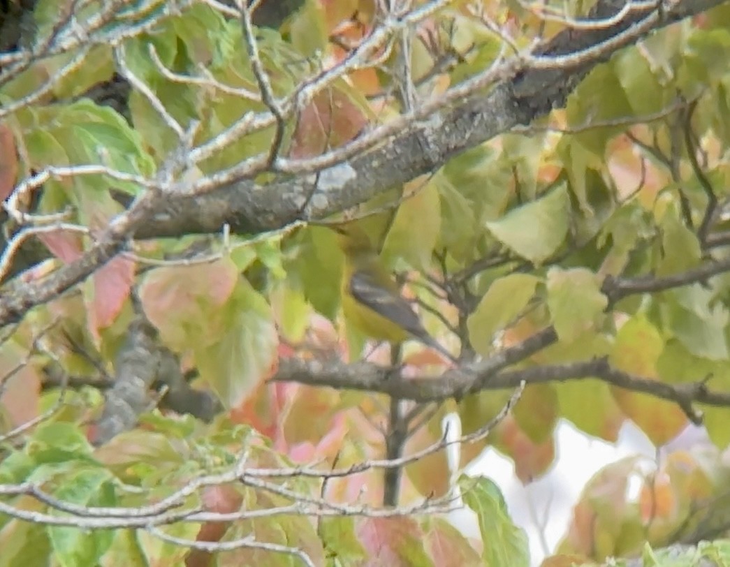 Blue-winged Warbler - ML609433490