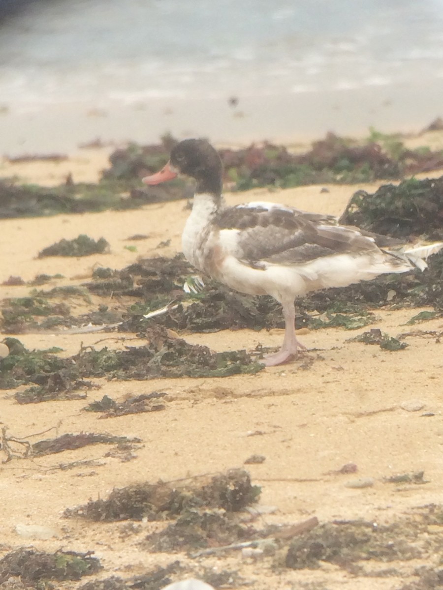 Common Shelduck - ML609433562