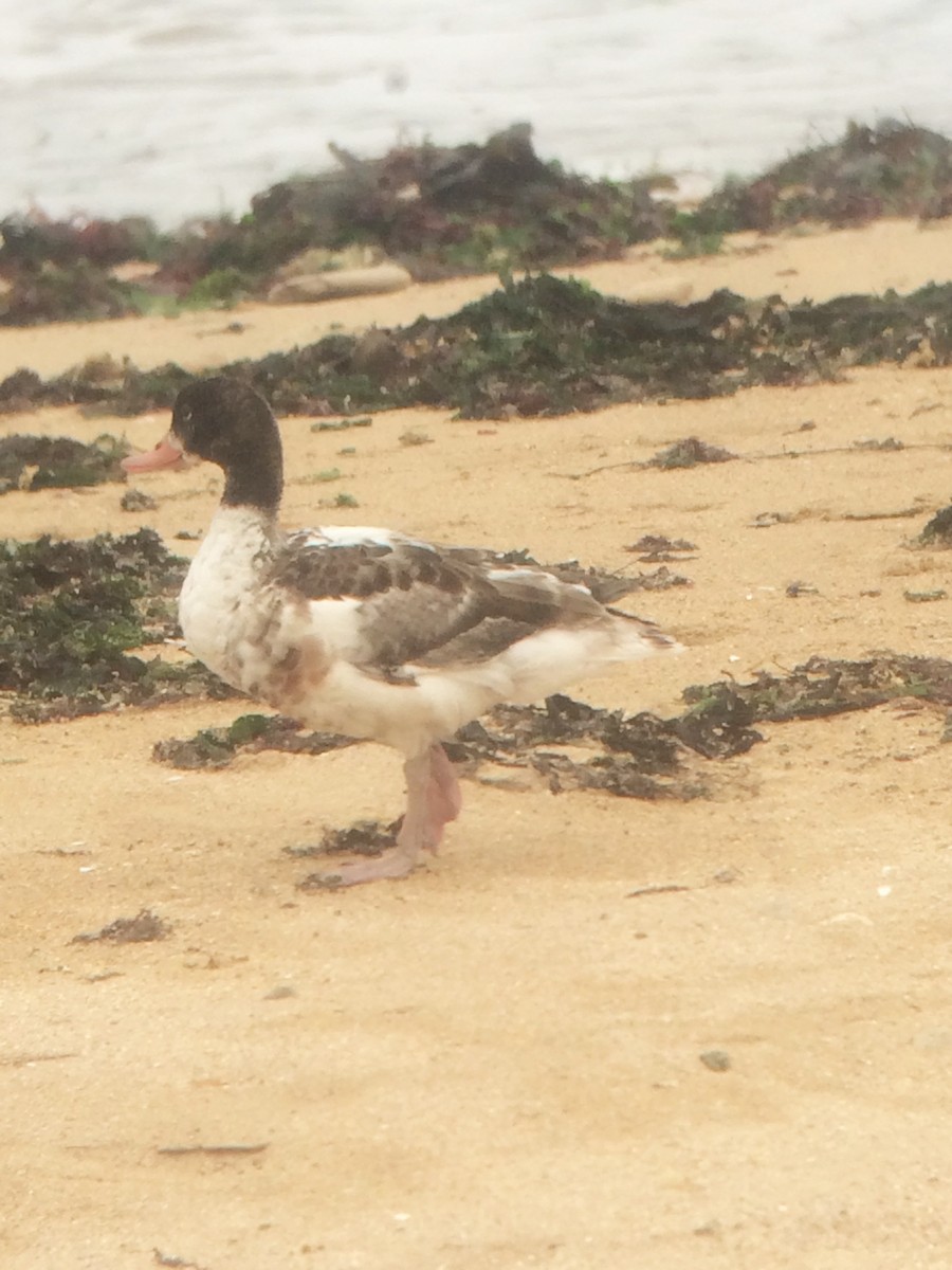 Common Shelduck - ML609433563