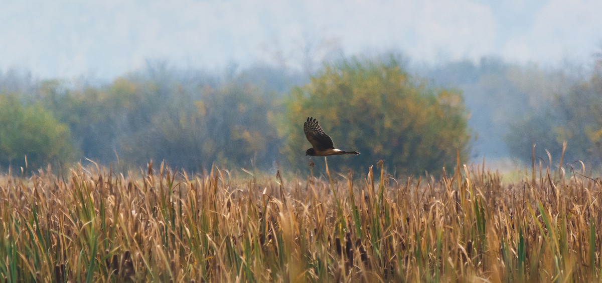 Northern Harrier - Nick Carter