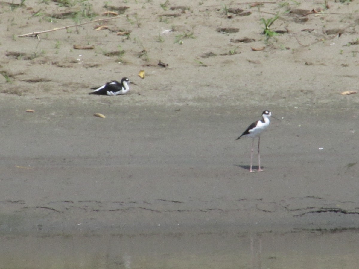Black-necked Stilt - ML609433626