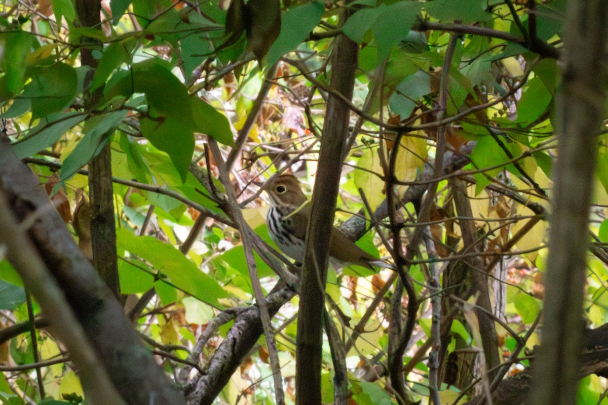 カマドムシクイ - ML609433638