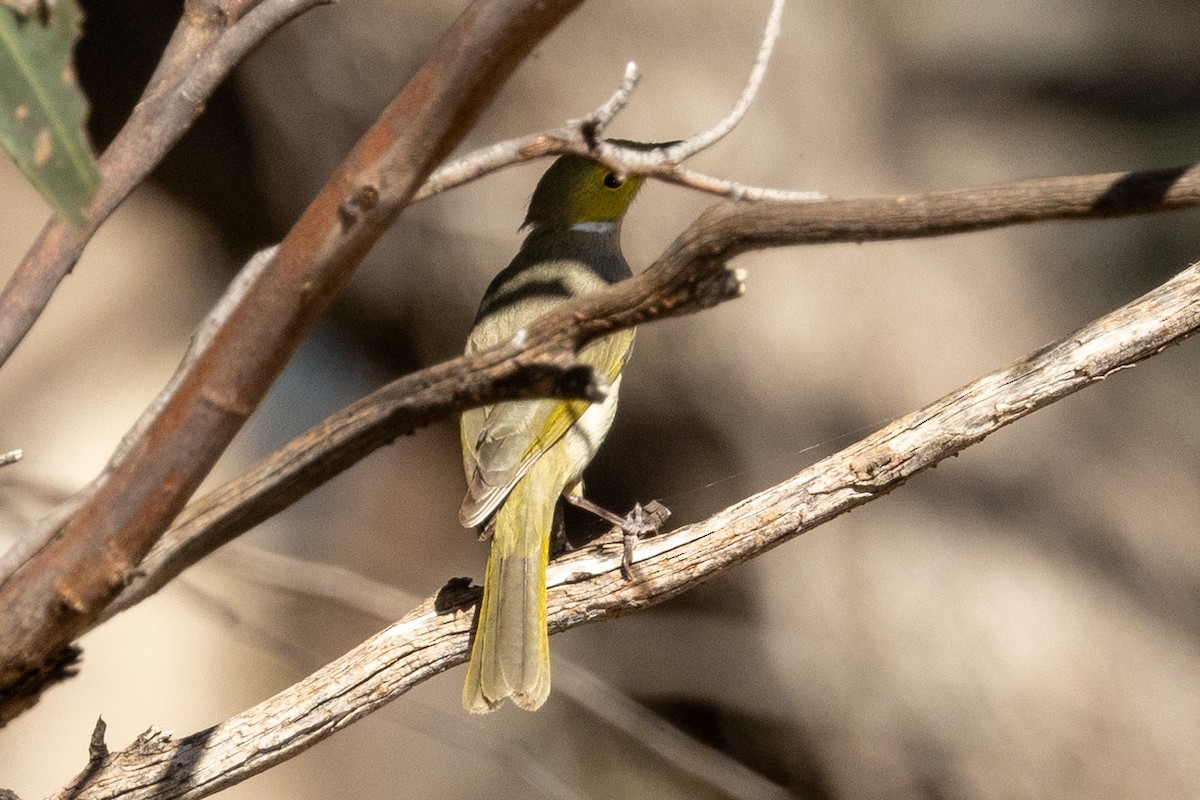 White-plumed Honeyeater - ML609433669