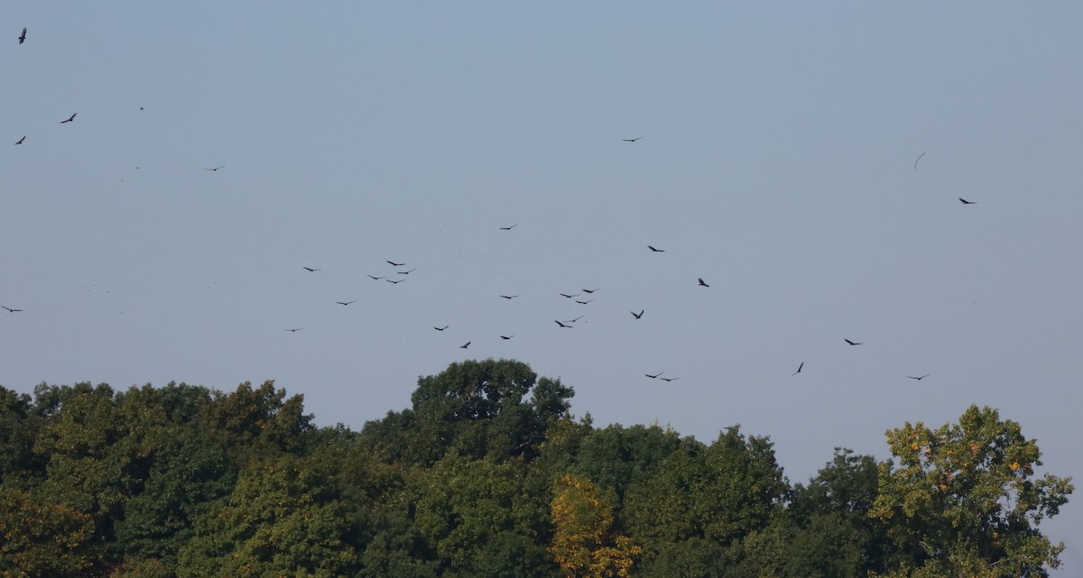 Turkey Vulture - ML609433731