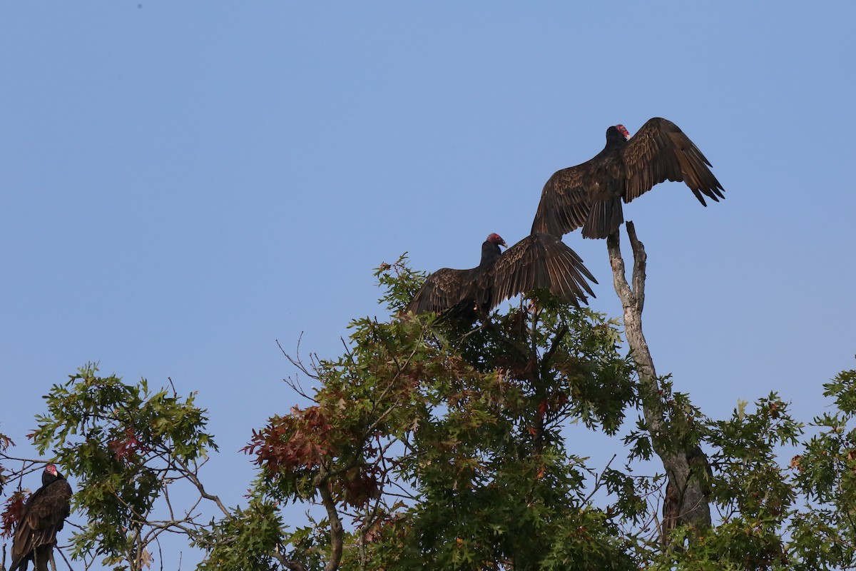 Turkey Vulture - ML609433753