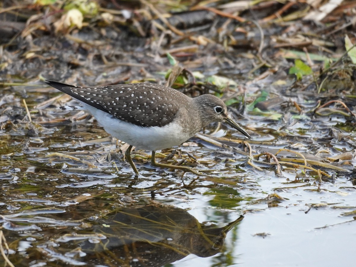 Solitary Sandpiper - Sarah Foote