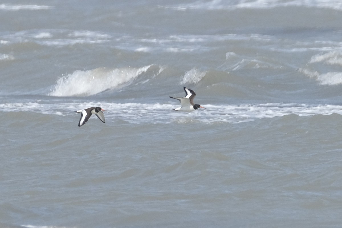 Eurasian Oystercatcher - ML609433874