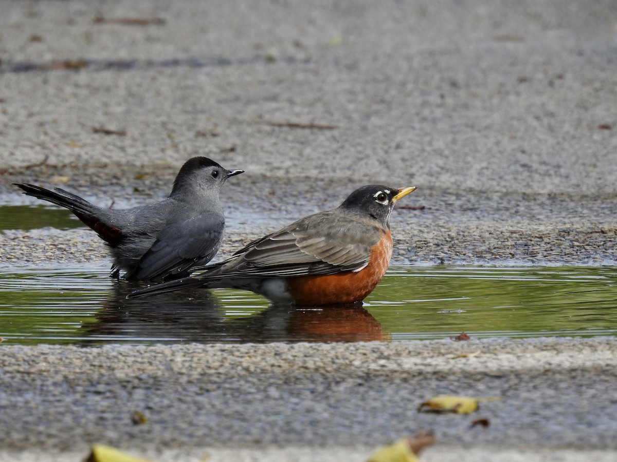 American Robin - ML609433961