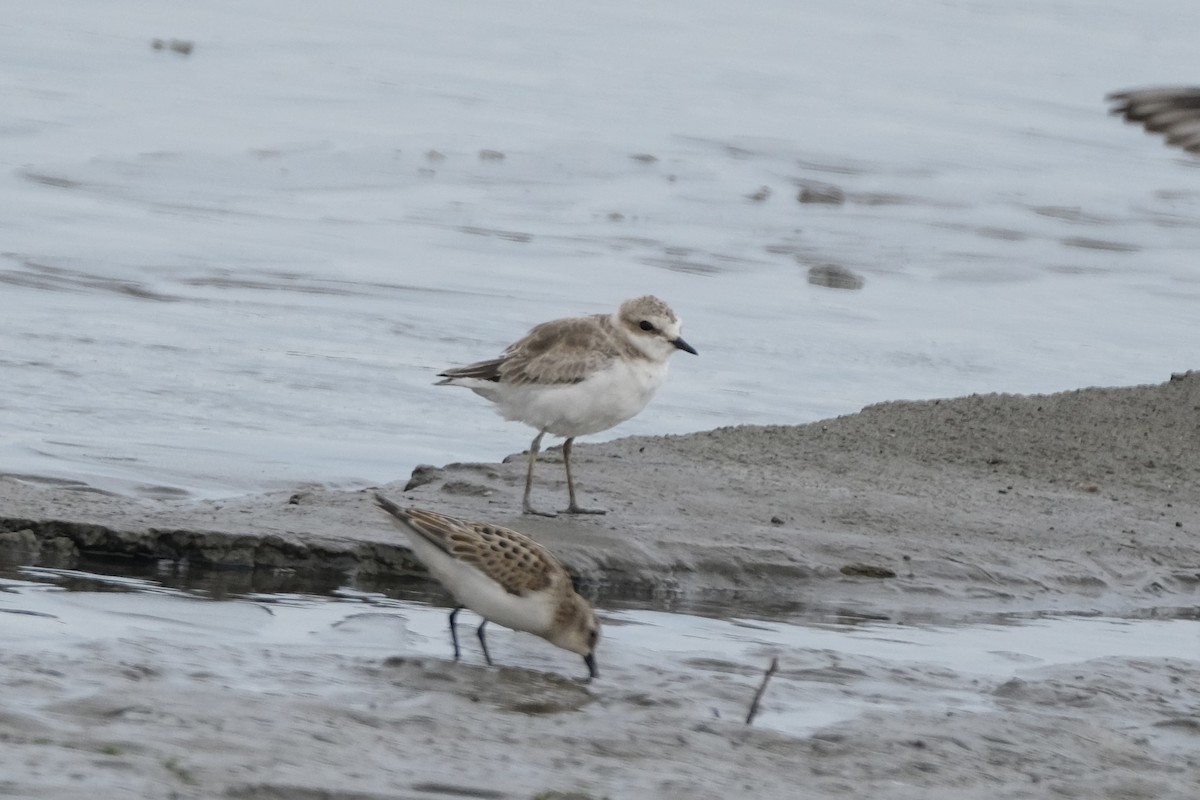 Kentish Plover - ML609433964