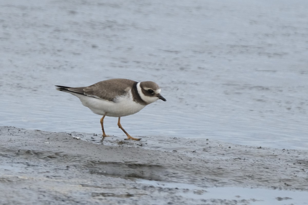 Common Ringed Plover - ML609434005