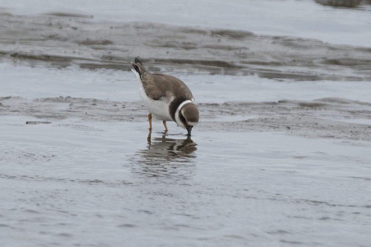 Common Ringed Plover - ML609434006