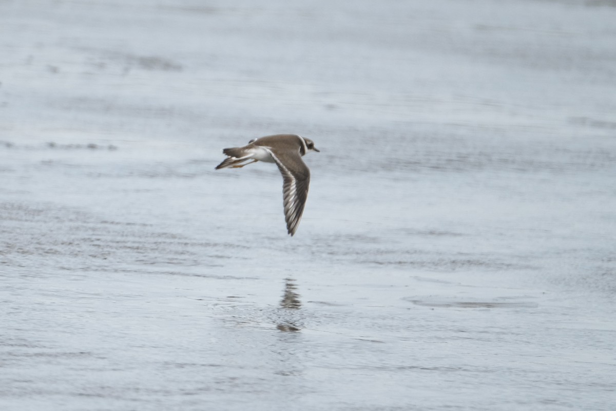 Common Ringed Plover - ML609434007