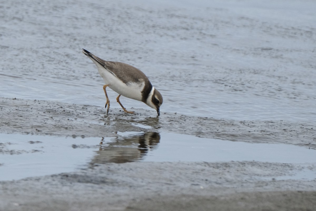 Common Ringed Plover - ML609434008