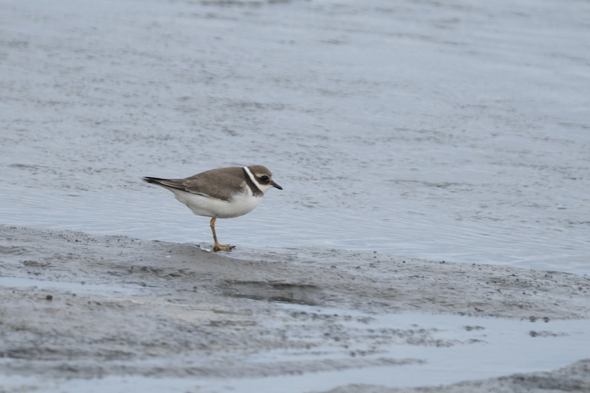 Common Ringed Plover - ML609434009