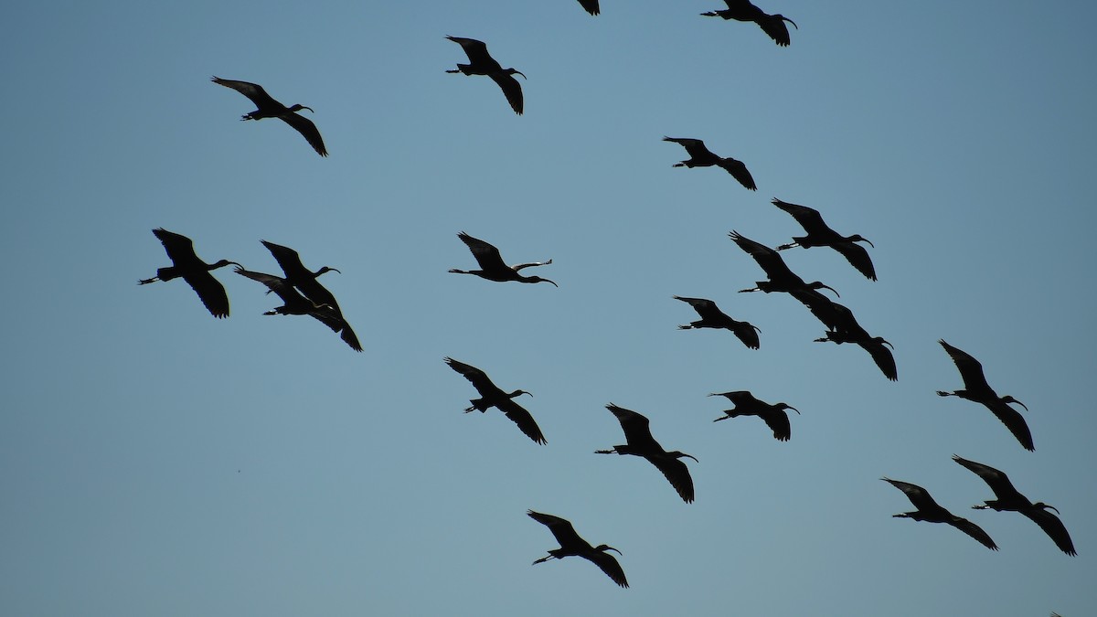 White-faced Ibis - Team Sidhu-White