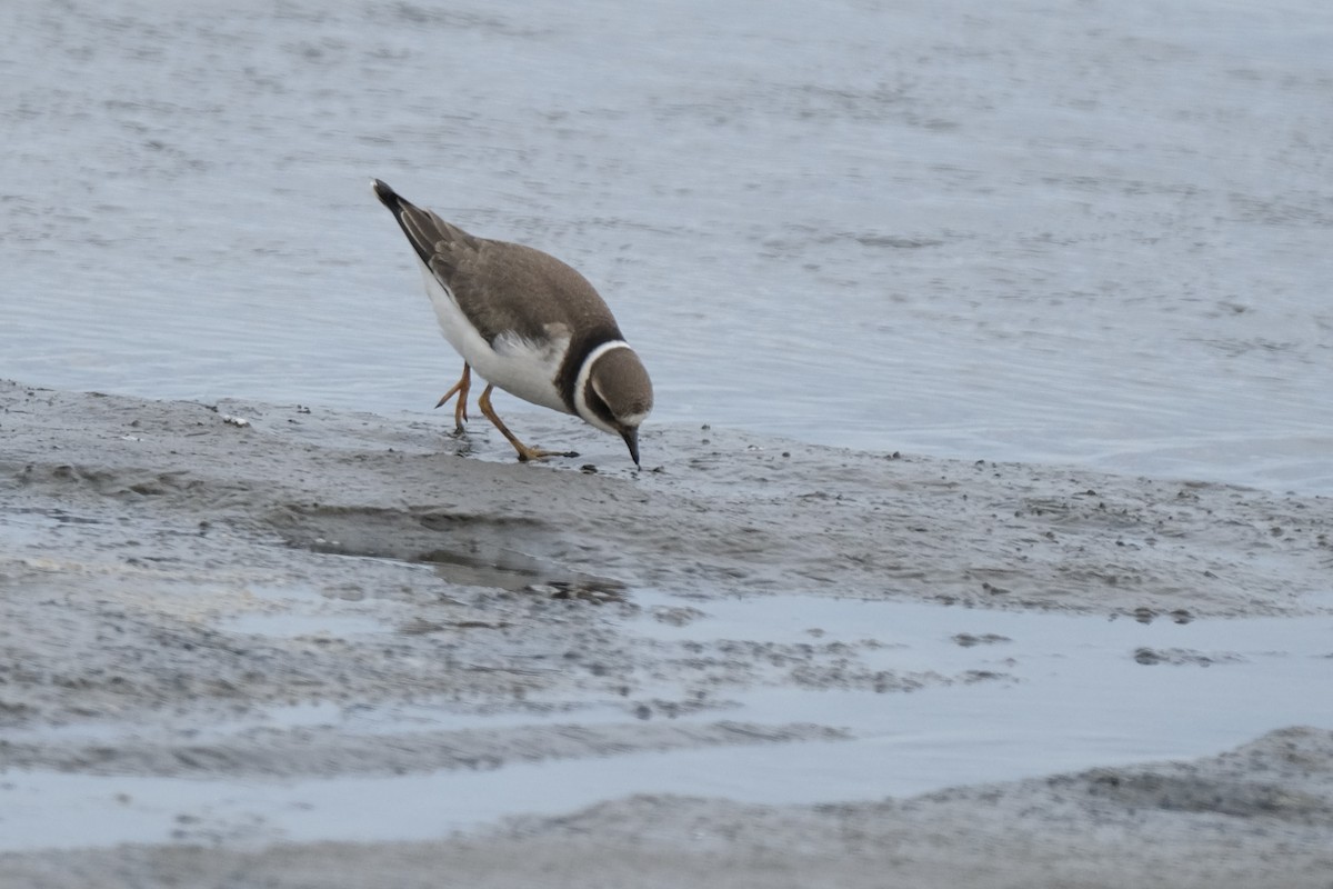 Common Ringed Plover - ML609434025
