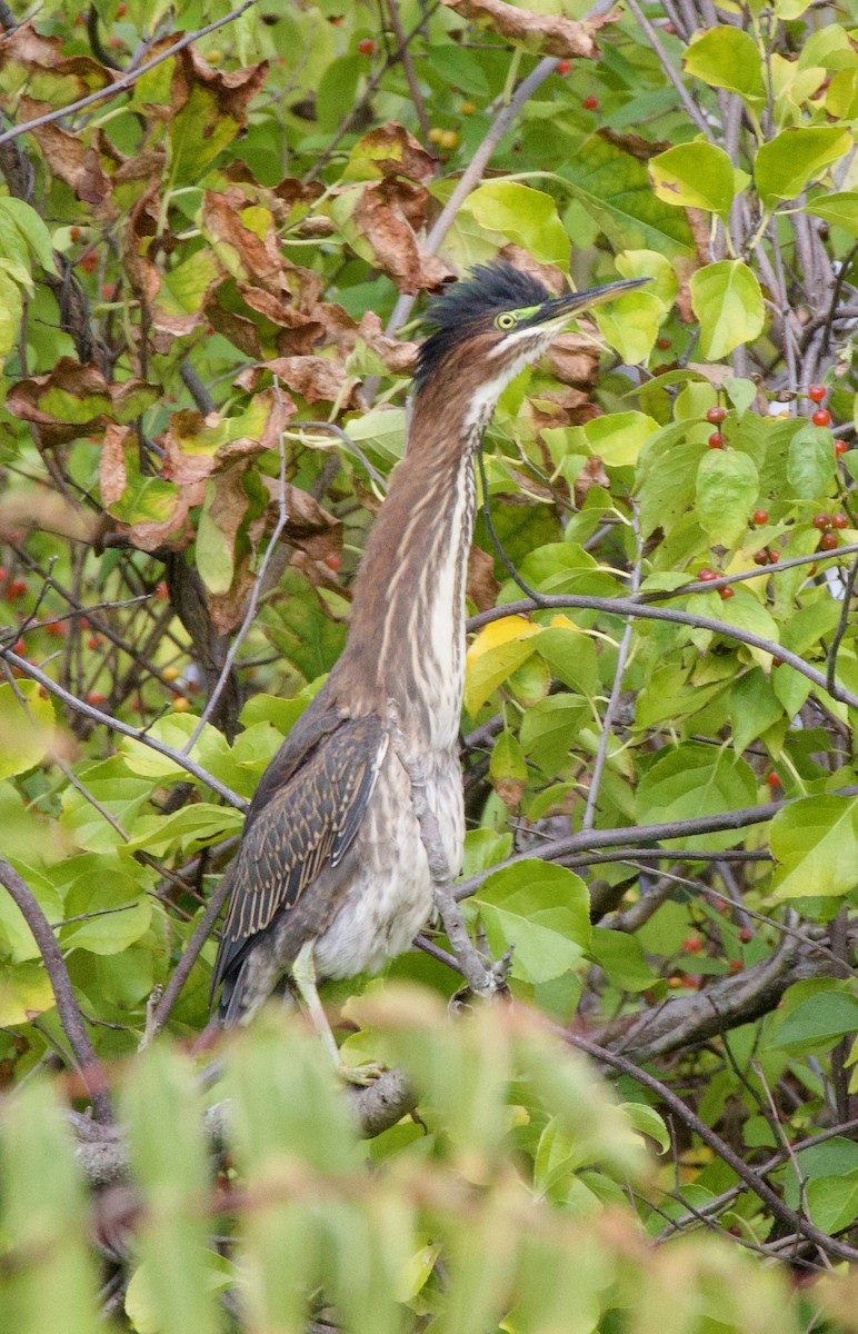 Green Heron - ML609434106